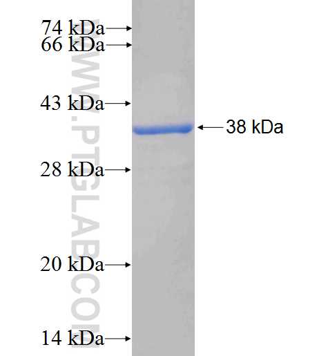 ITGA2 fusion protein Ag26097 SDS-PAGE