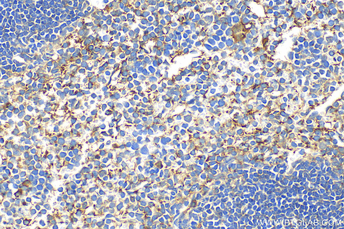 IHC staining of mouse spleen using 18308-1-AP