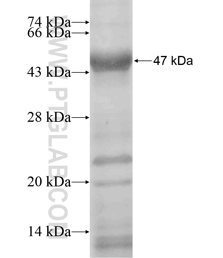 Integrin alpha-E fusion protein Ag17892 SDS-PAGE