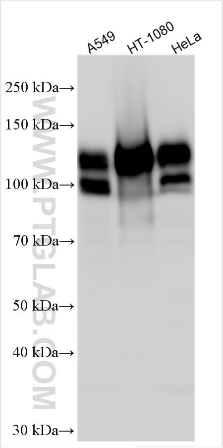 WB analysis using 12594-1-AP