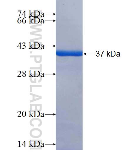 ITIH3 fusion protein Ag26126 SDS-PAGE