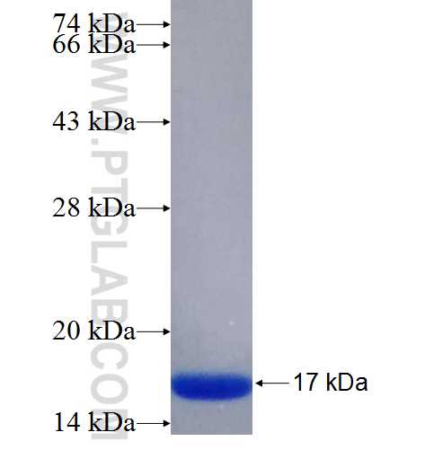 ITIH3 fusion protein Ag26135 SDS-PAGE