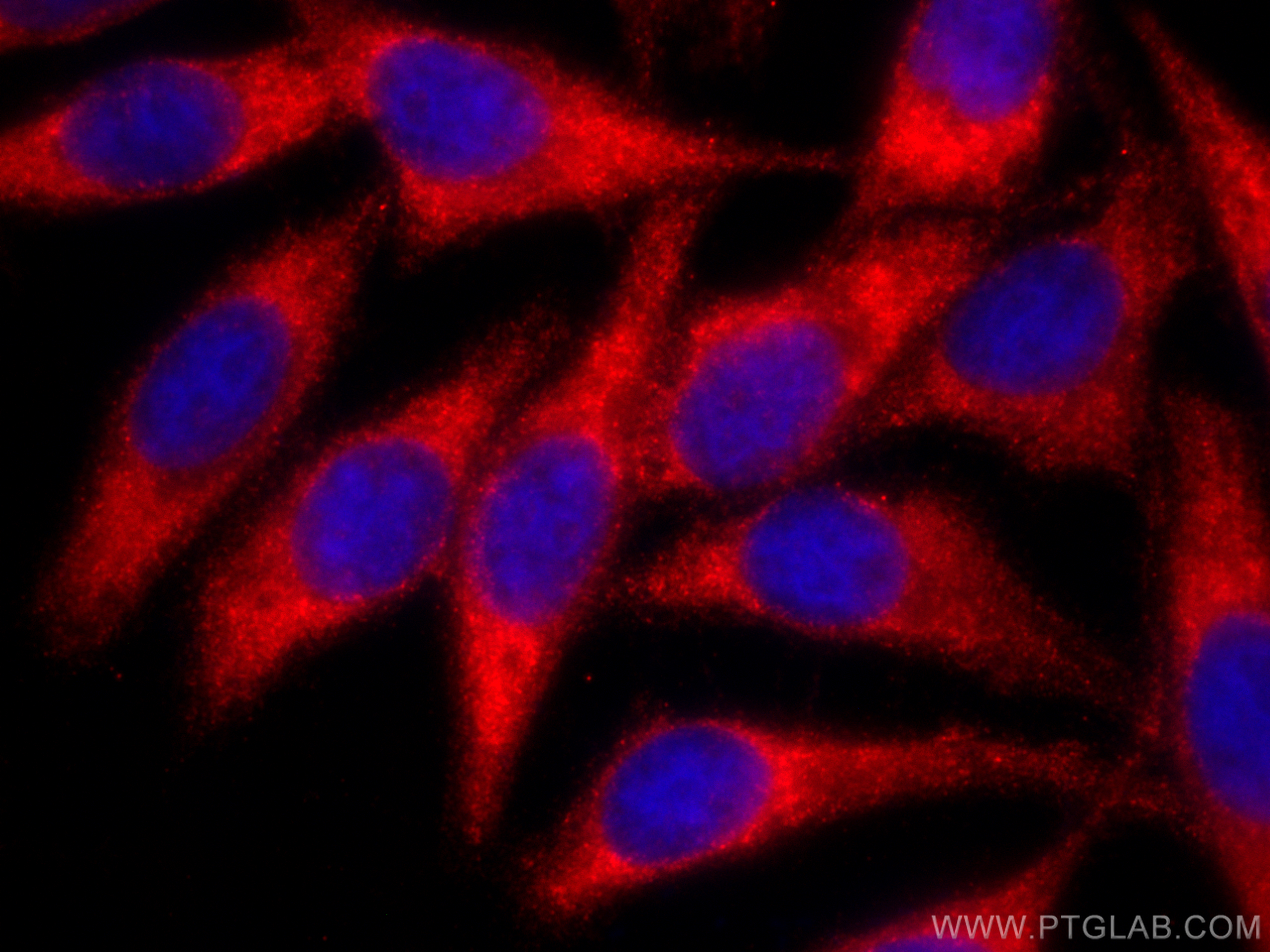 IF Staining of HepG2 using CL594-60095