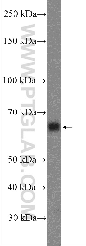 WB analysis of A549 using 26055-1-AP