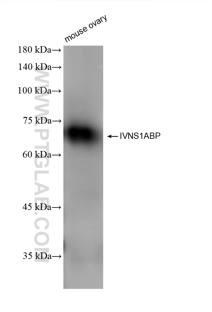 WB analysis of mouse ovary using 84268-1-RR (same clone as 84268-1-PBS)