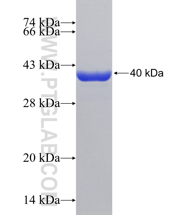 Ifn Gamma fusion protein Ag23462 SDS-PAGE