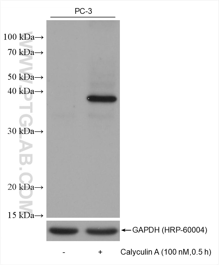 WB analysis using 68999-1-Ig