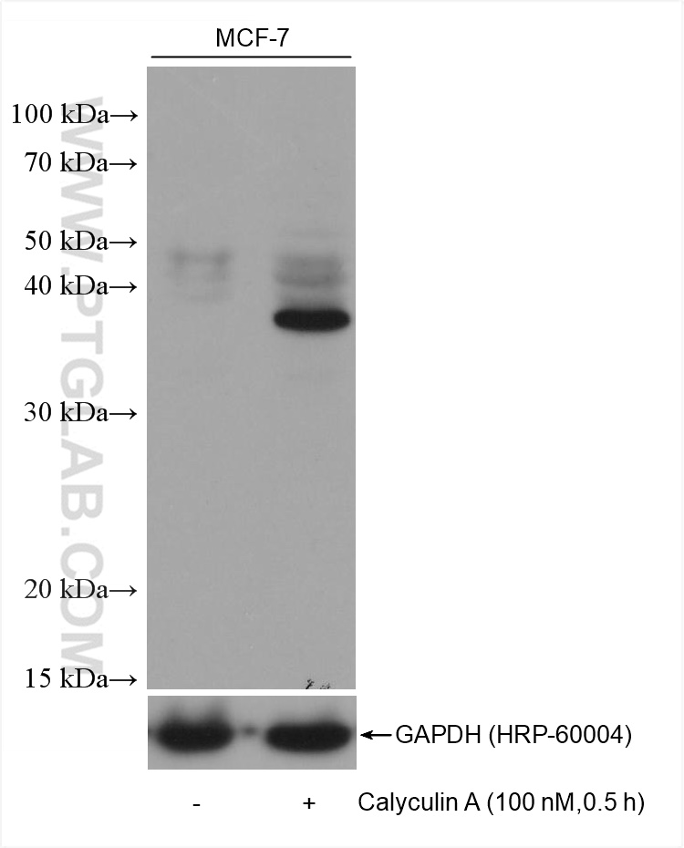 WB analysis using 68999-1-Ig