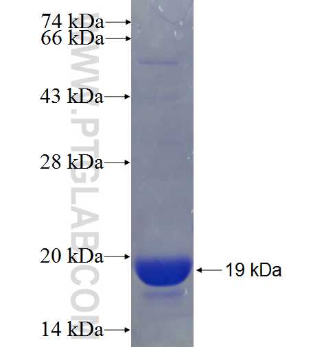 IL-2 fusion protein Ag24086 SDS-PAGE