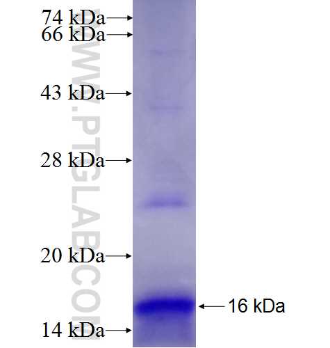 IL-4 fusion protein Ag24492 SDS-PAGE