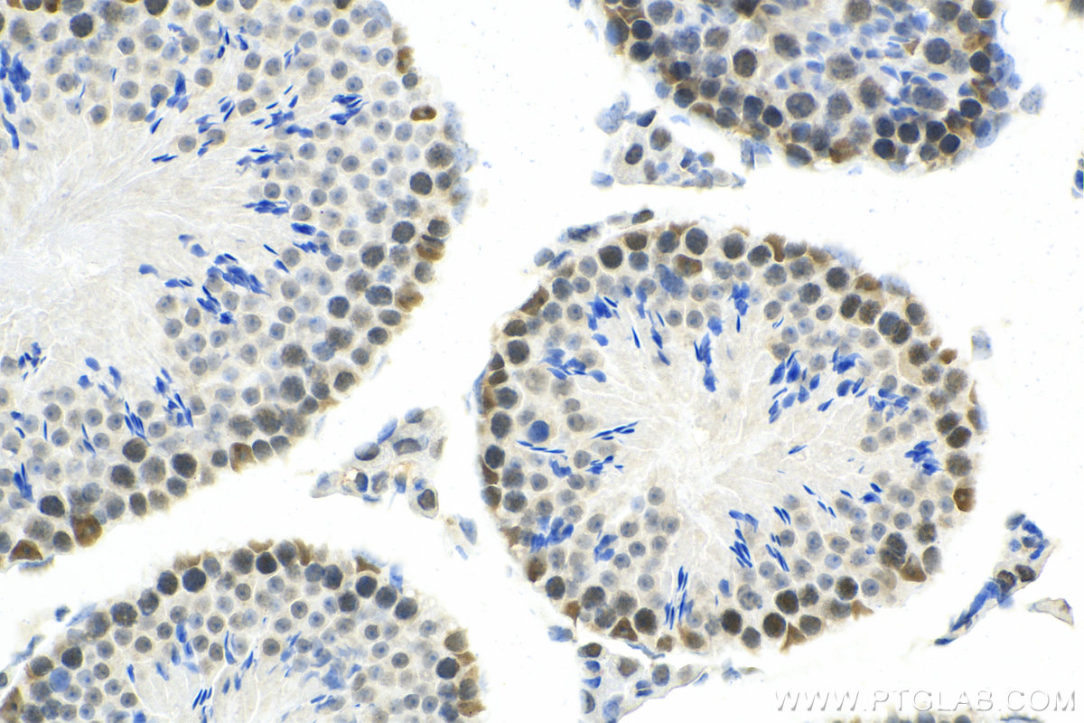 IHC staining of mouse testis using 67897-1-Ig (same clone as 67897-1-PBS)