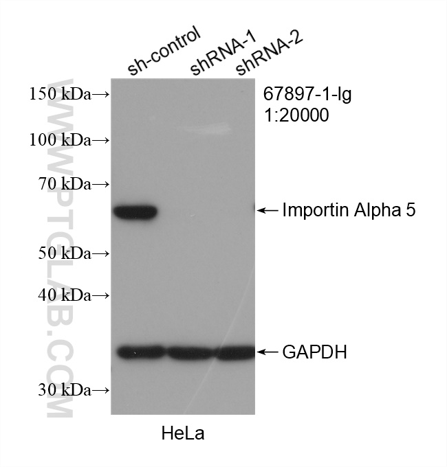 WB analysis of HeLa using 67897-1-Ig (same clone as 67897-1-PBS)