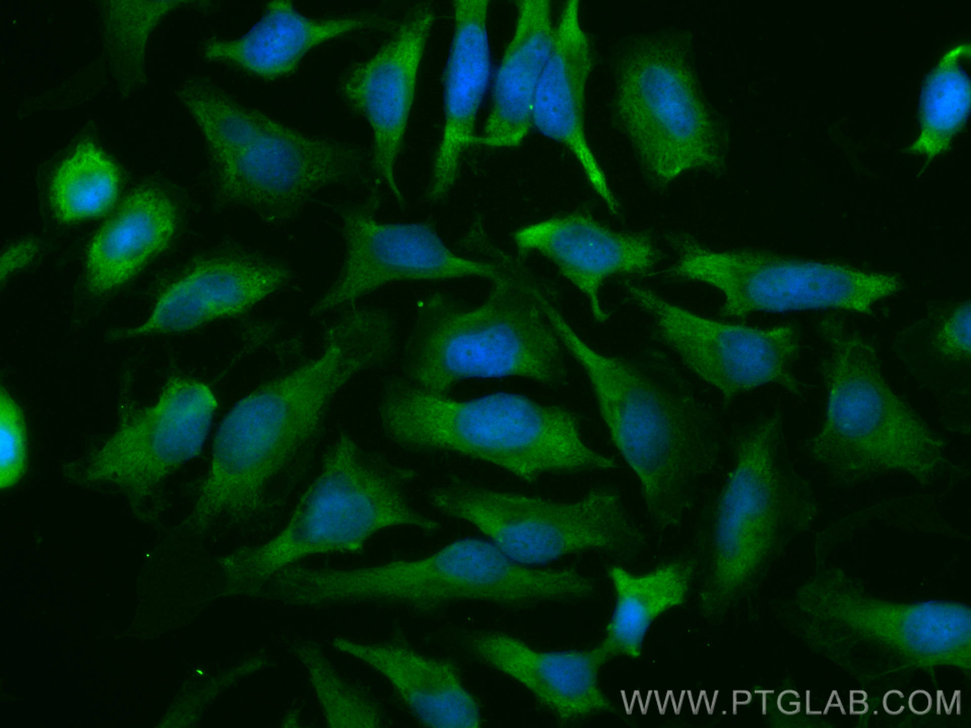 IF Staining of HeLa using CL488-10077