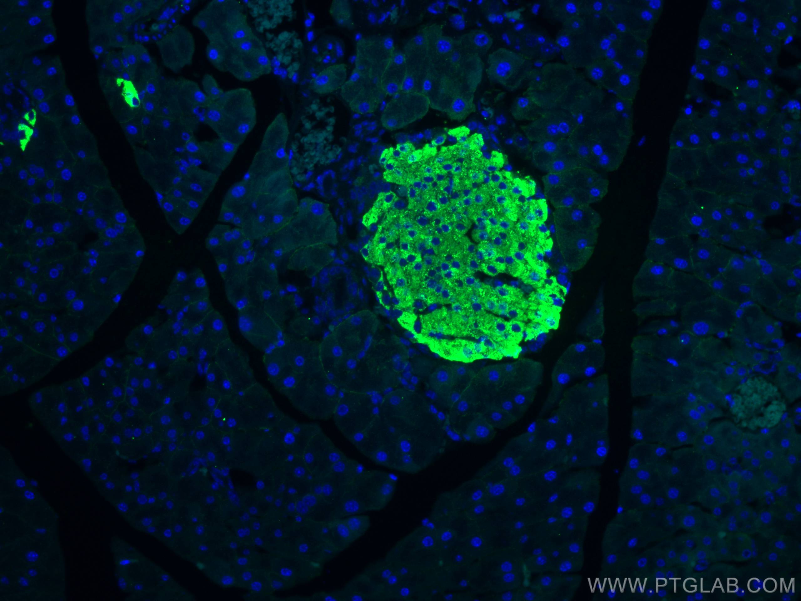 IF Staining of mouse pancreas using 67668-1-Ig (same clone as 67668-1-PBS)