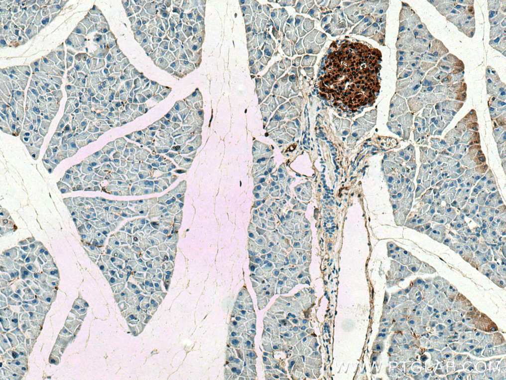 IHC staining of mouse pancreas using 67668-1-Ig (same clone as 67668-1-PBS)