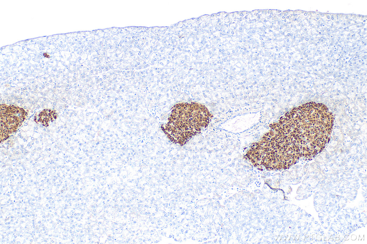 IHC staining of mouse pancreas using 67668-1-Ig