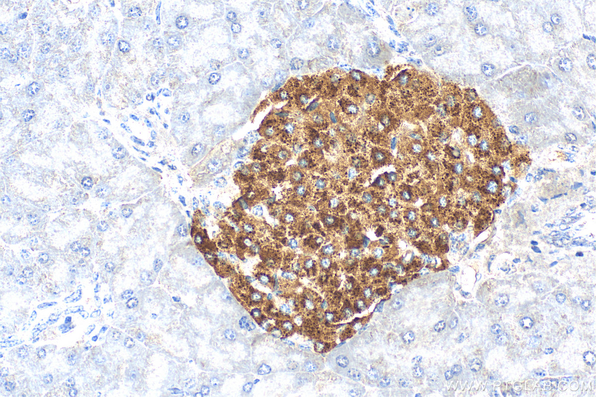 IHC staining of mouse pancreas using 67668-1-Ig