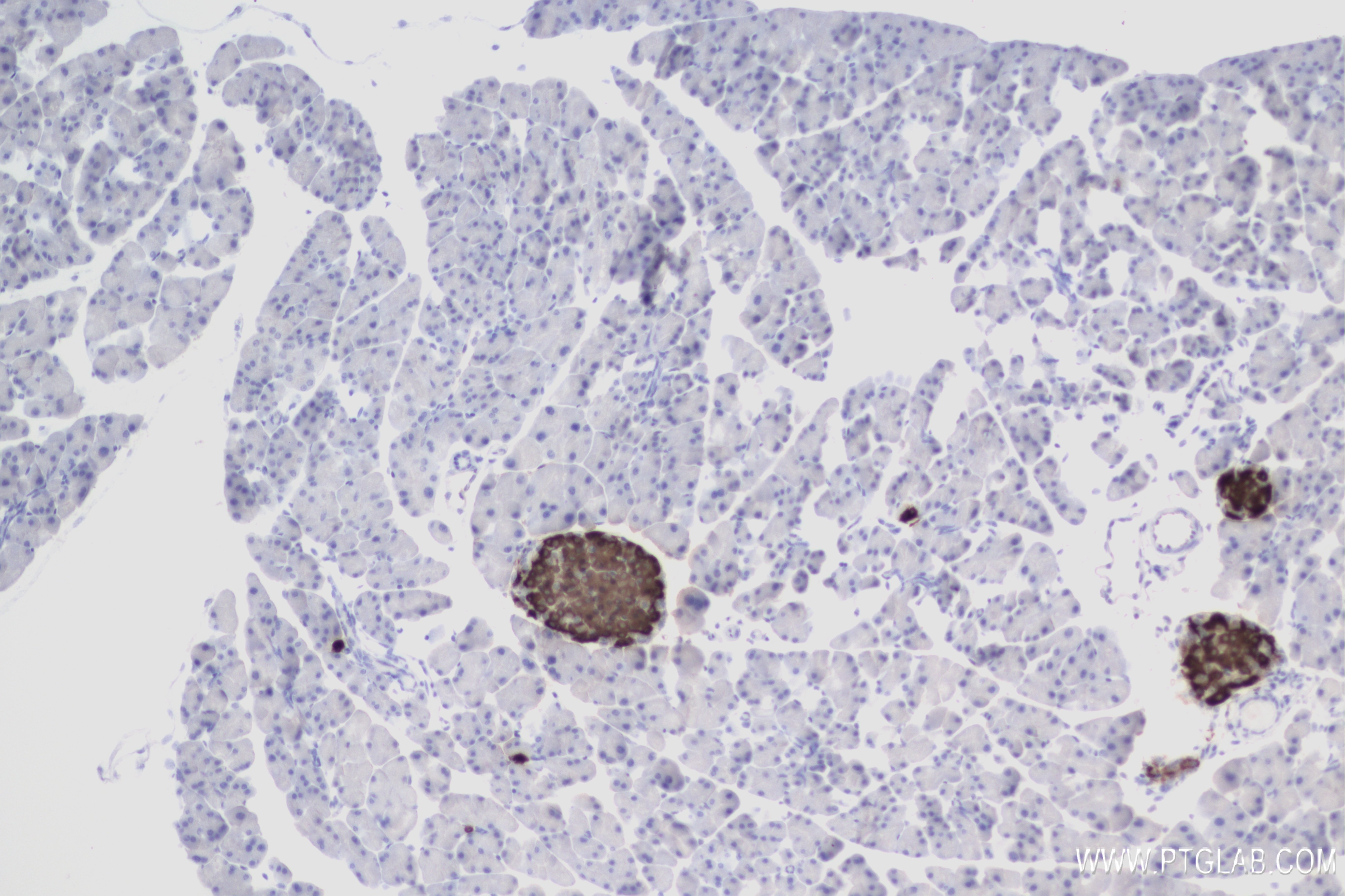 IHC staining of mouse pancreas using 83867-1-RR