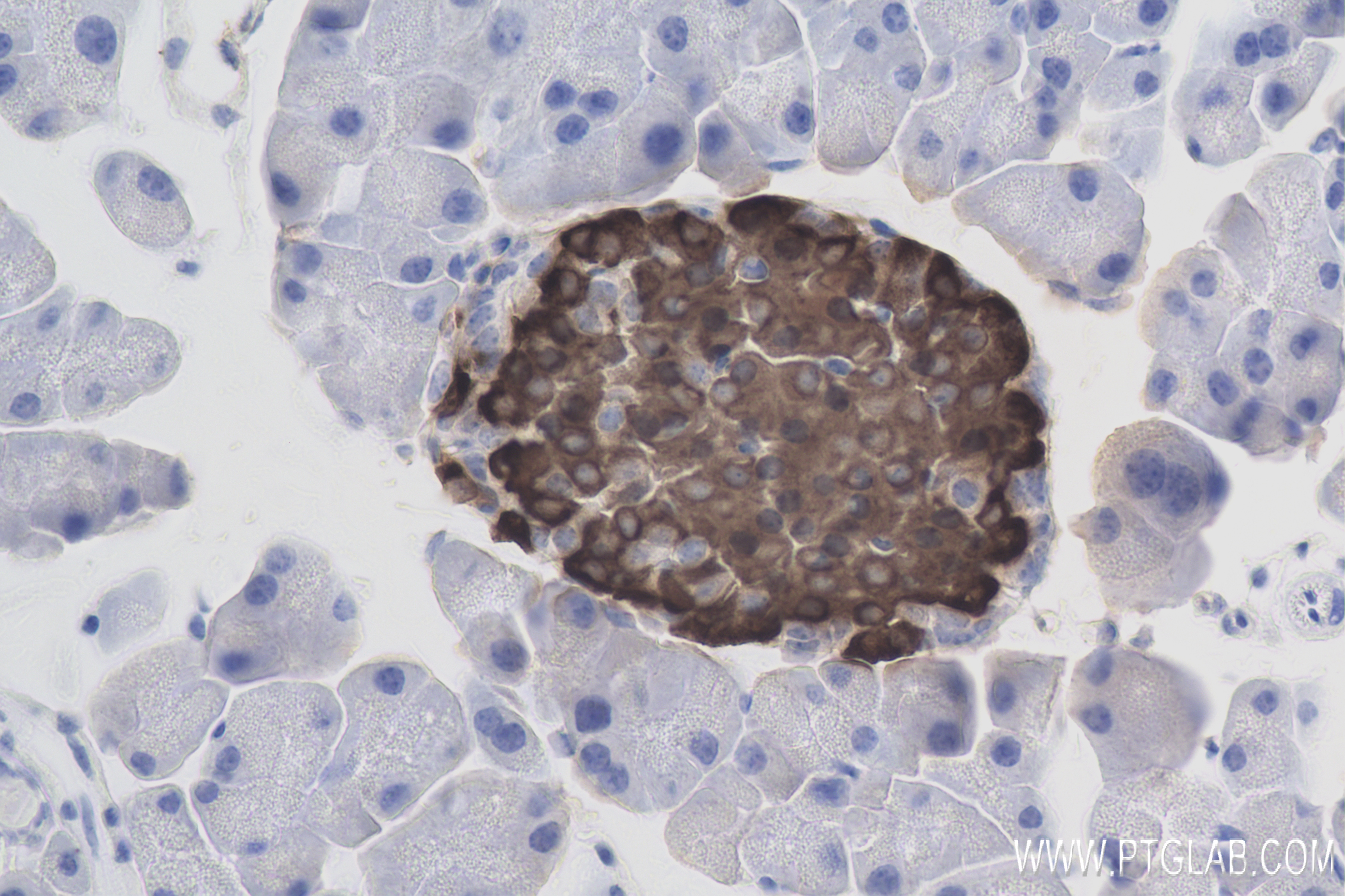 IHC staining of mouse pancreas using 83867-1-RR