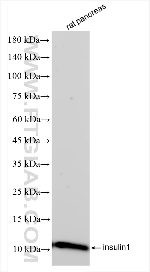 WB analysis of rat pancreas using 83867-1-RR