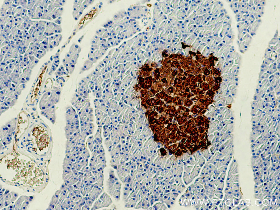 IHC staining of rat pancreas using 67284-1-Ig (same clone as 67284-1-PBS)