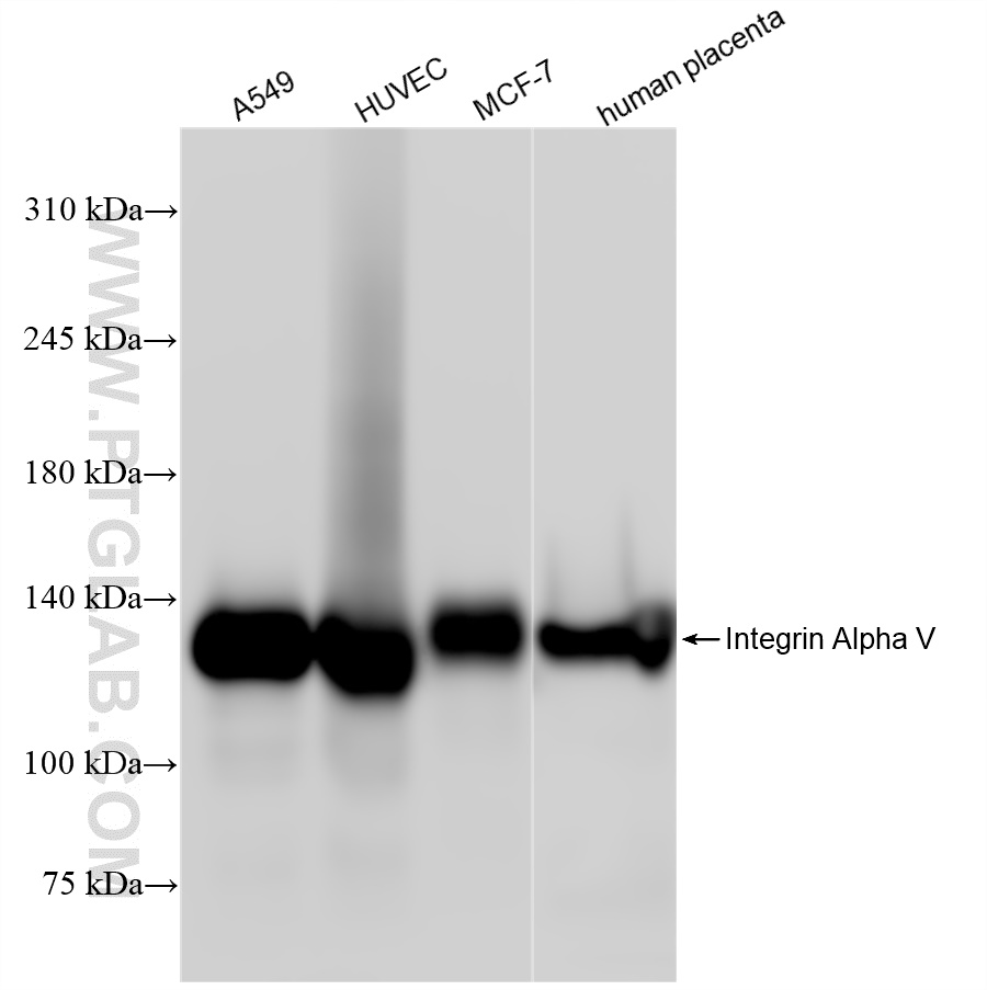 Integrin Alpha V