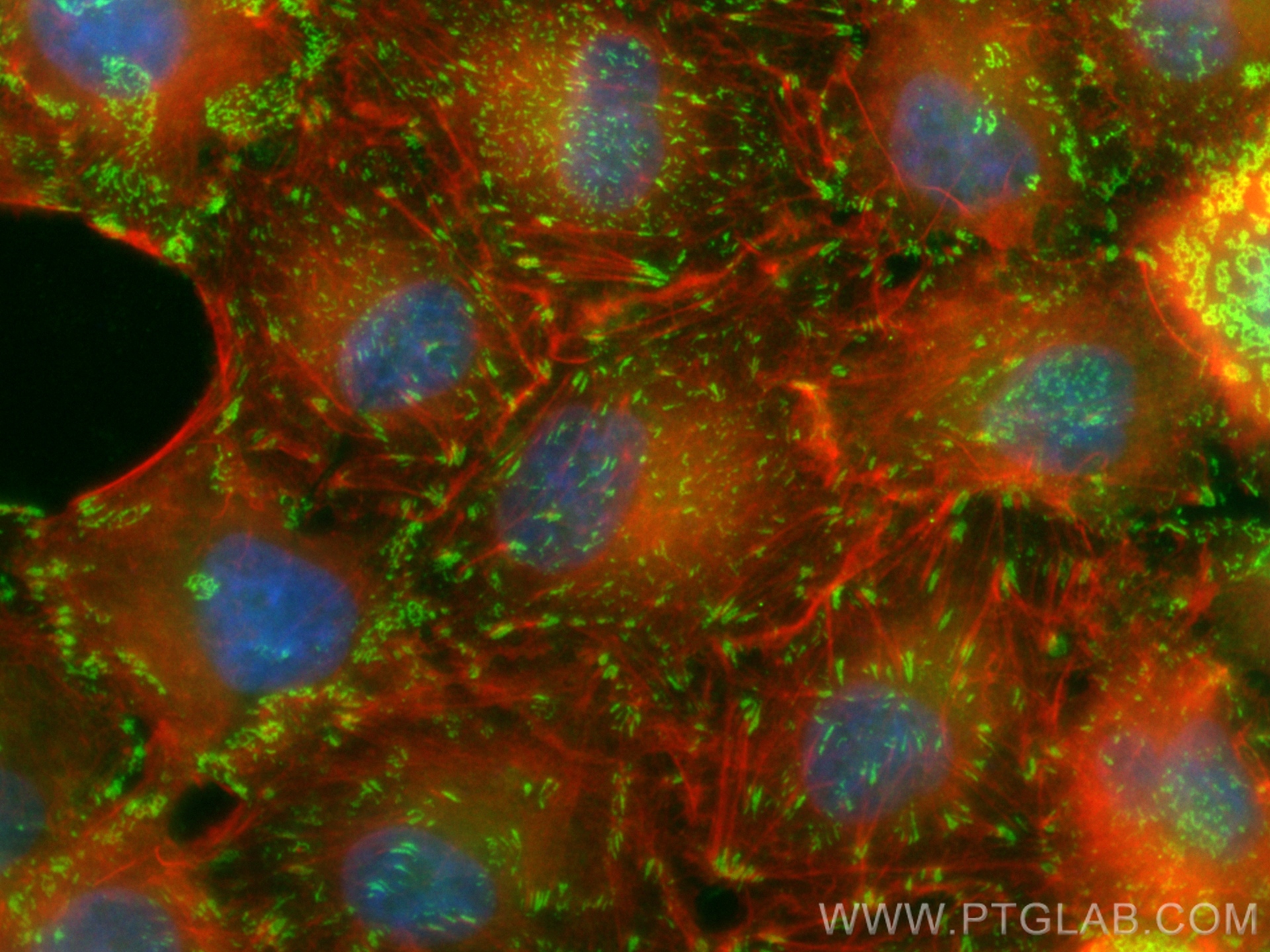 IF Staining of A549 using CL488-27096