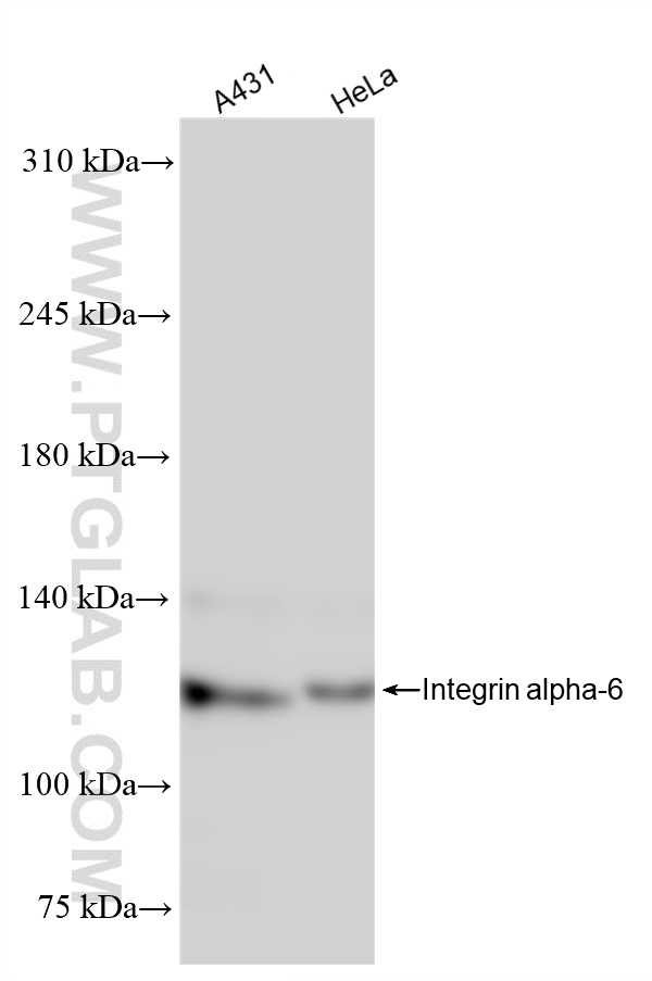 Integrin alpha 6