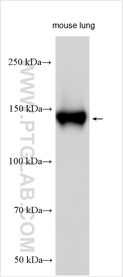 Integrin alpha-8