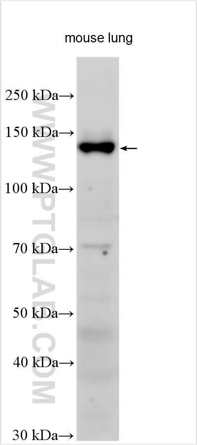 Integrin alpha-8