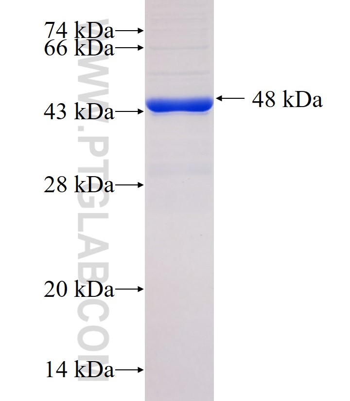 Integrin alpha-8 fusion protein Ag33507 SDS-PAGE