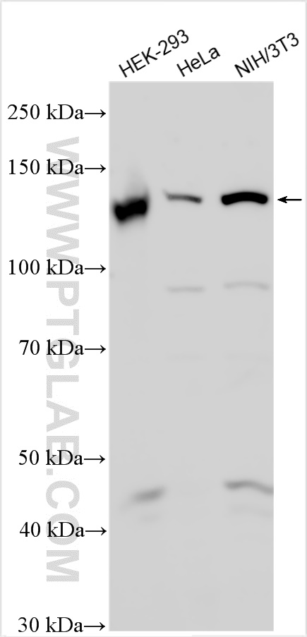 WB analysis using 28348-1-AP