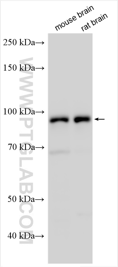 WB analysis using 29775-1-AP