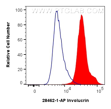 FC experiment of A431 using 28462-1-AP