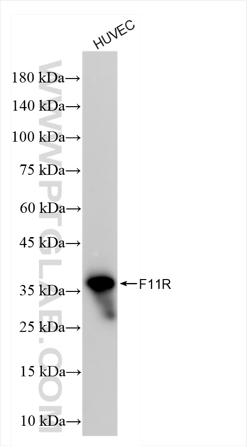 WB analysis of HUVEC using 84720-2-RR (same clone as 84720-2-PBS)