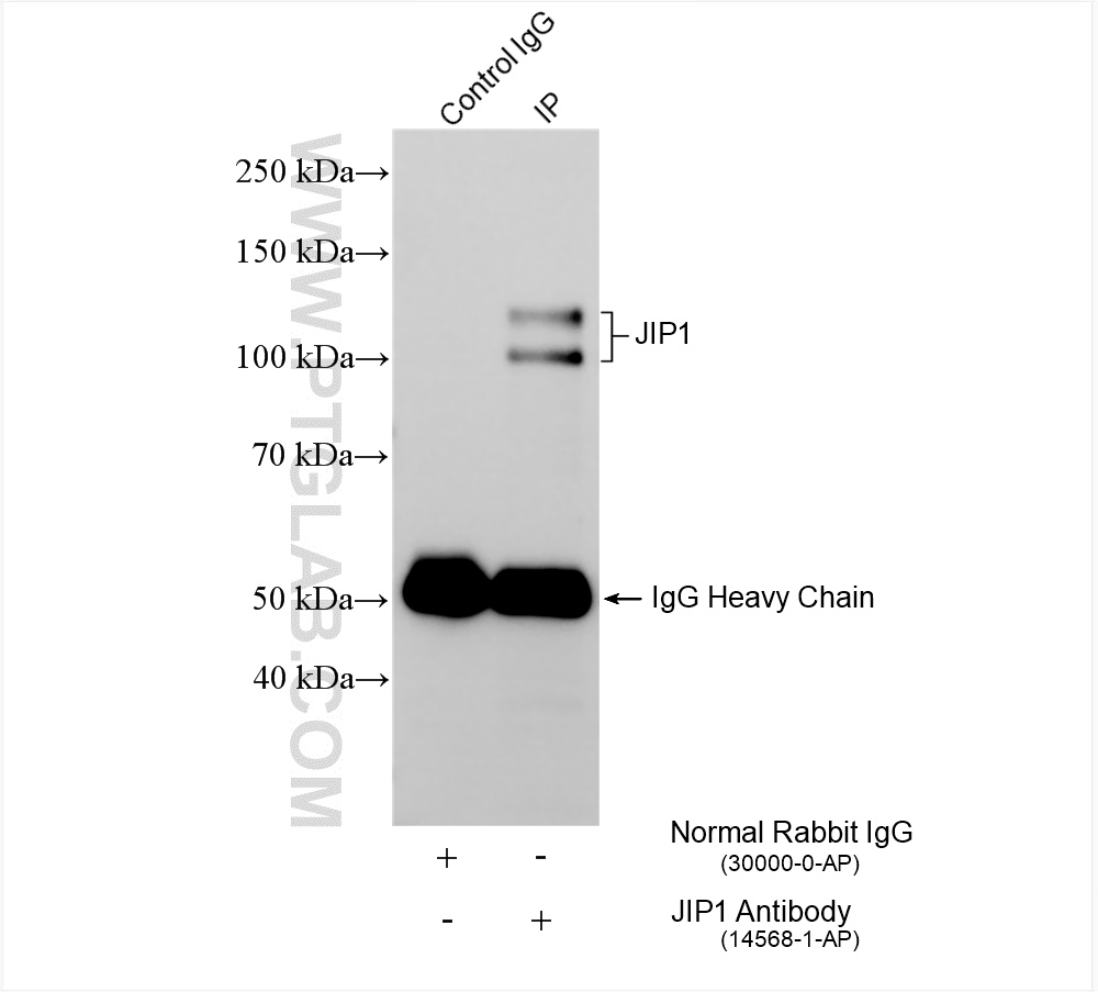 IP experiment of rat brain using 14568-1-AP