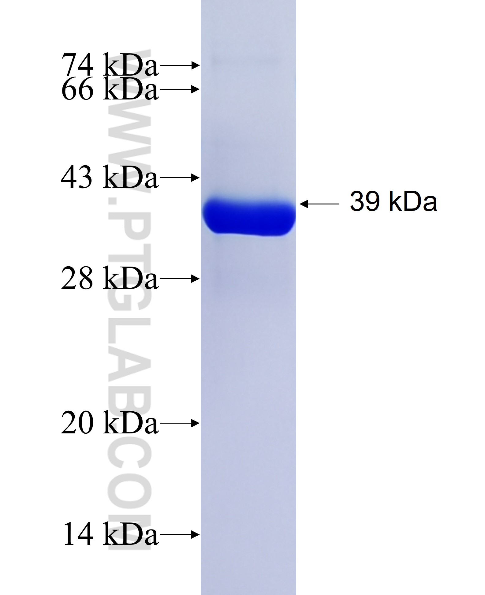 JMJD3 fusion protein Ag26524 SDS-PAGE