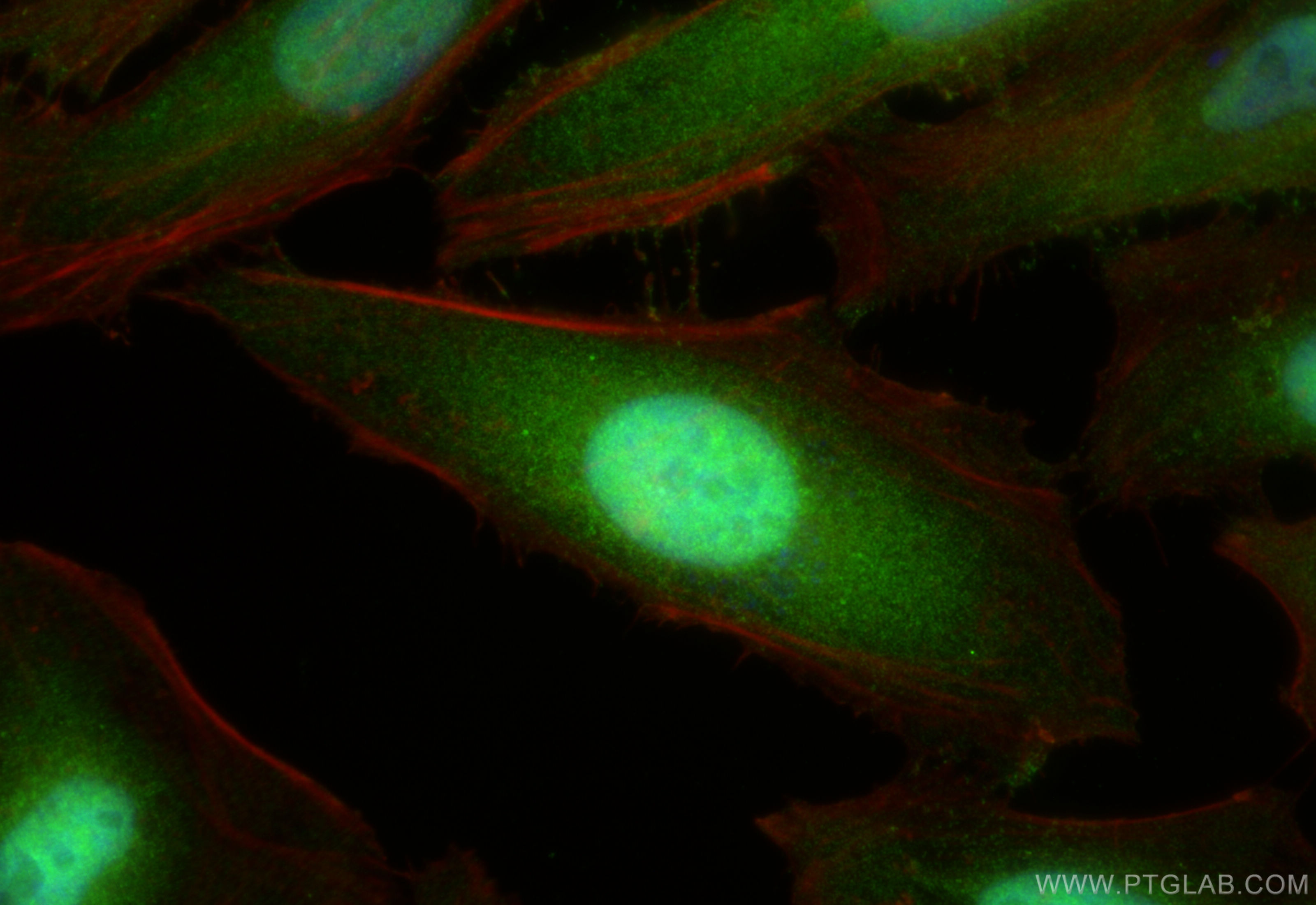 IF Staining of HeLa using 10023-1-AP