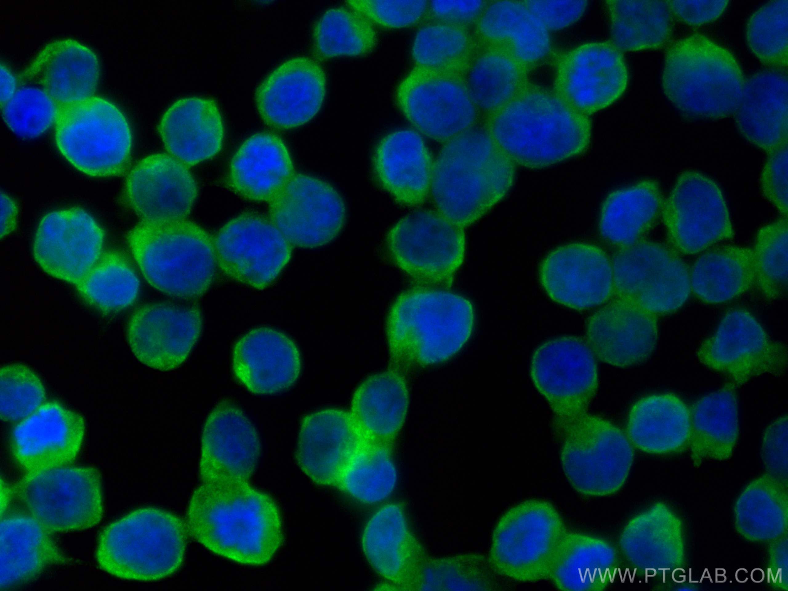 IF Staining of Jurkat using CL488-66210