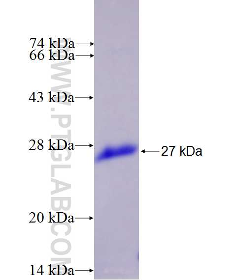 JOSD1 fusion protein Ag27101 SDS-PAGE