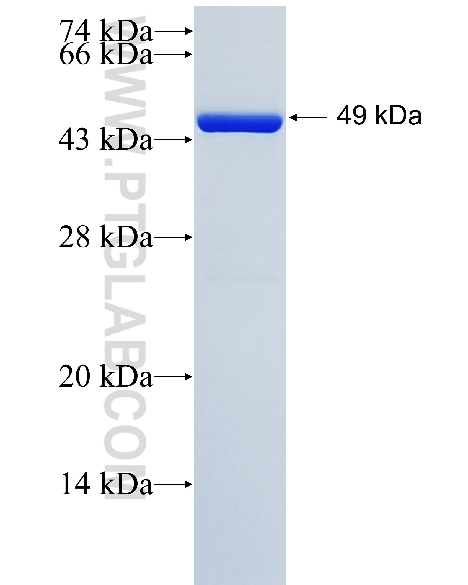 JOSD1 fusion protein Ag27151 SDS-PAGE