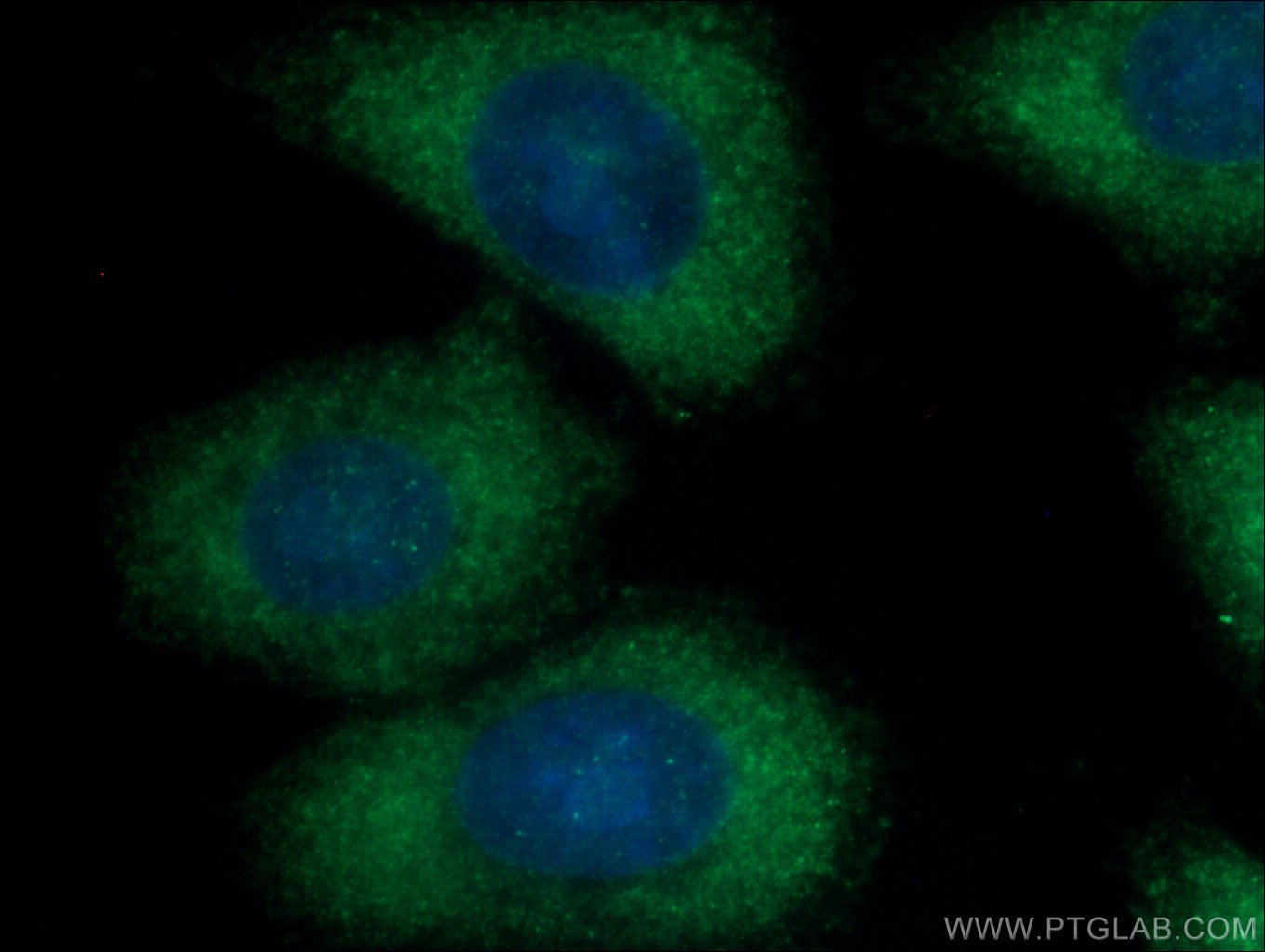 IF Staining of HepG2 using 10854-1-AP