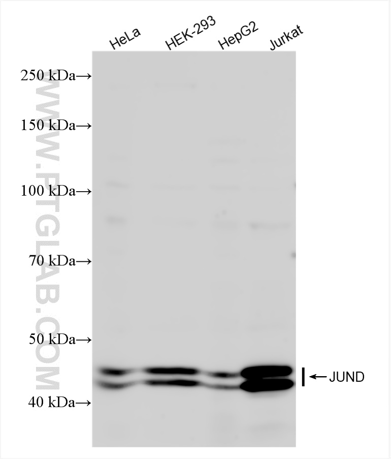 WB analysis using 83134-6-RR