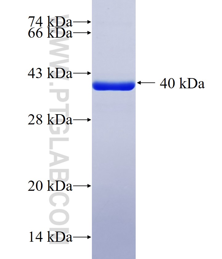 JUND fusion protein Ag29461 SDS-PAGE