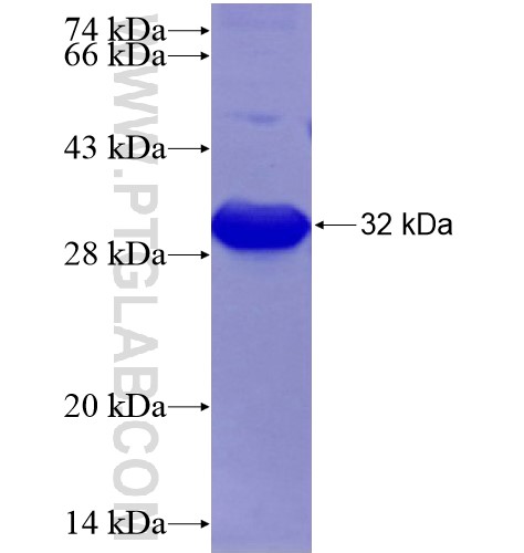 Jagged1 fusion protein Ag28216 SDS-PAGE