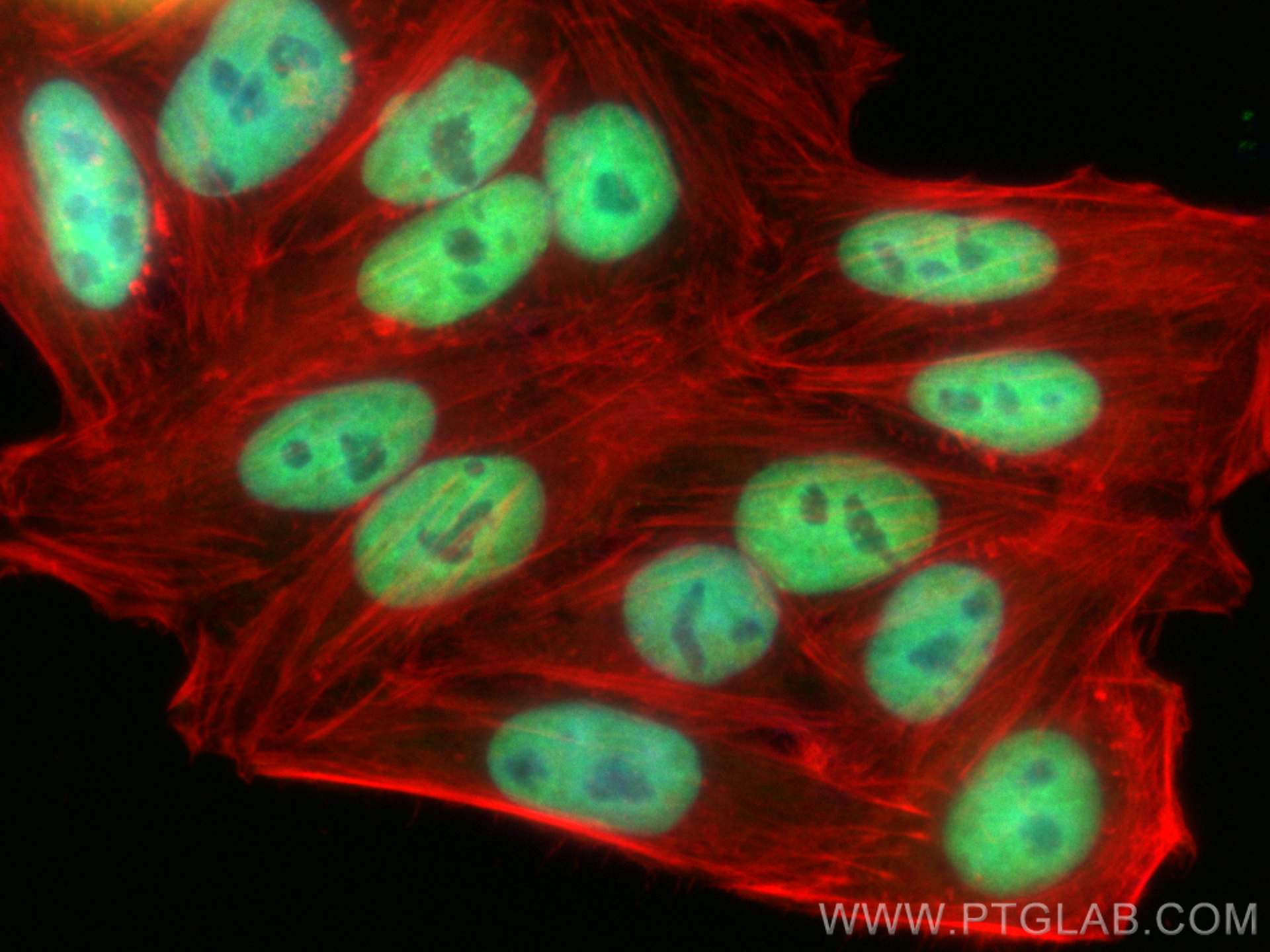 IF Staining of HepG2 using CL488-66630