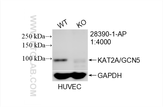 WB analysis of HUVEC using 28390-1-AP