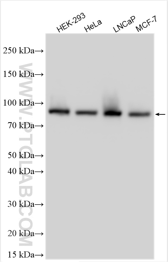 WB analysis using 84669-2-RR