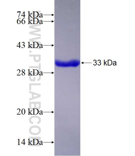 KAT2A fusion protein Ag29005 SDS-PAGE
