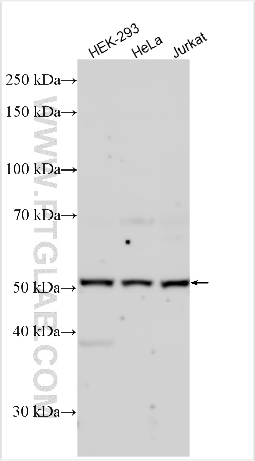 WB analysis of HEK-293 using 20166-1-AP